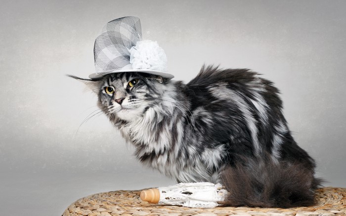 Fluffy cat wearing a hat
