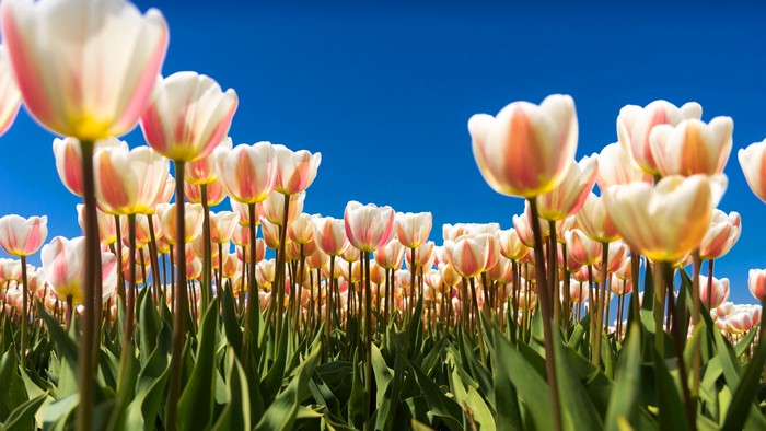 Field of white and pink tulips under a blue sky