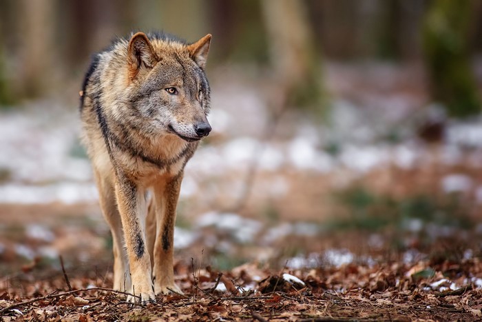 Wolf walking in a forest with fallen leaves