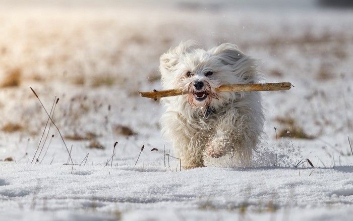 White dog running in snow with a stick