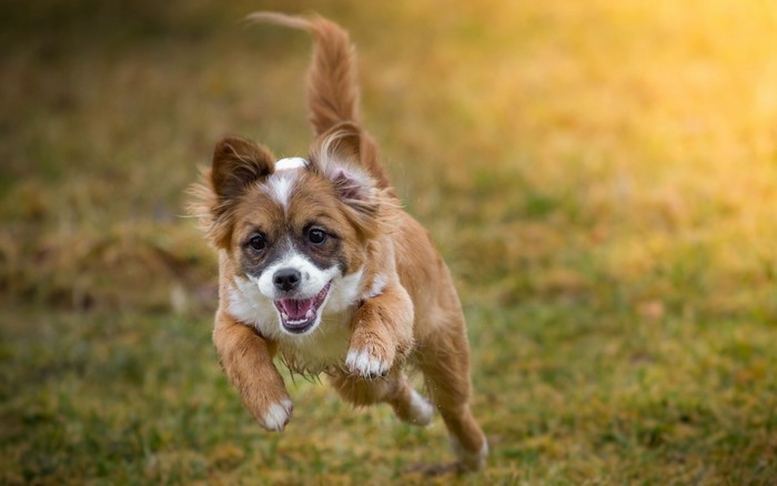 A small brown and white dog running in grass