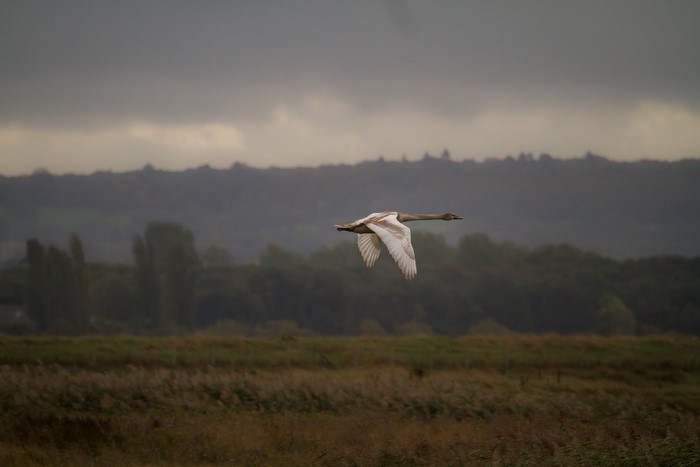 Swan in flight over a field