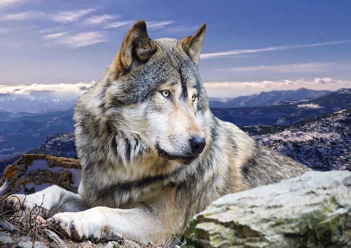 Wolf resting on rocks with mountains in background