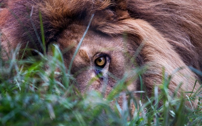Lion peeking through grass