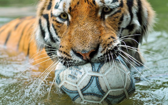 Tiger playing with a soccer ball in water