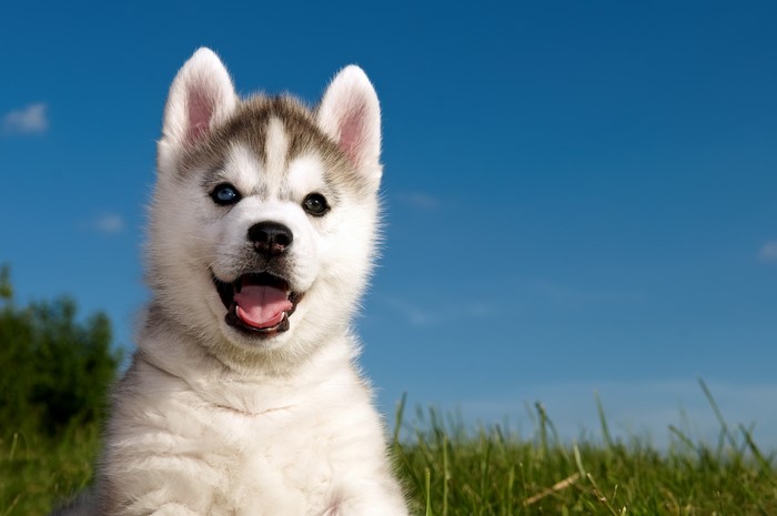 Husky Puppy with Blue Sky