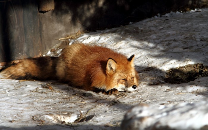 Red fox sleeping in the snow