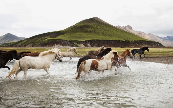 Horses running through water with mountains in background