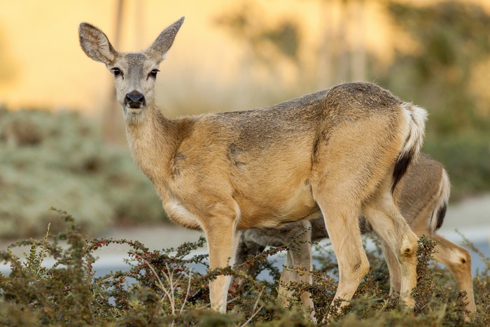 Deer standing in bushes