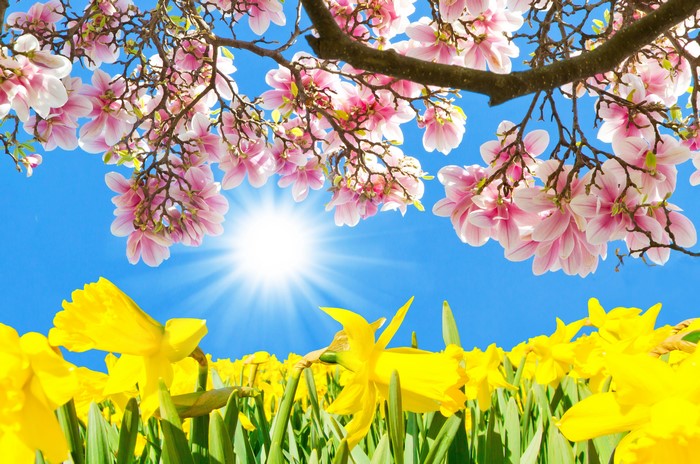 Pink Magnolia Flowers and Yellow Daffodils Under Sun
