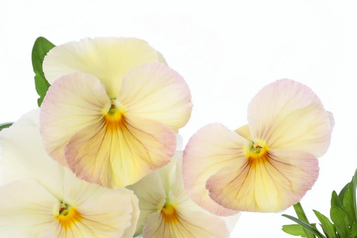 4K Closeup of Yellow and Pink Pansies