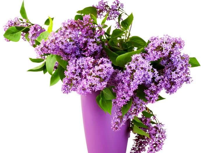 Blooming Lilac Branches in Purple Vase