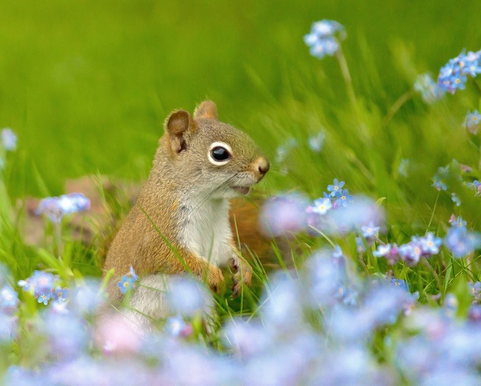 A red squirrel sits in green grass with blue flowers