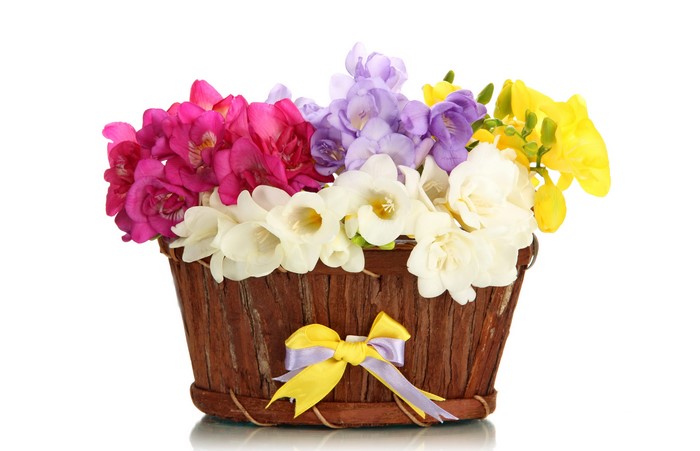 Freesia flowers in a wicker basket with a bow