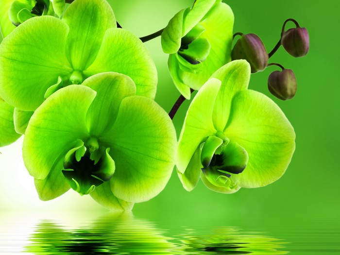 Green orchids reflected in water