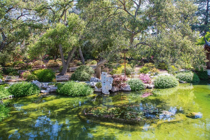 Chinese Garden Pond with Trees and Shrubs in San Marino, California