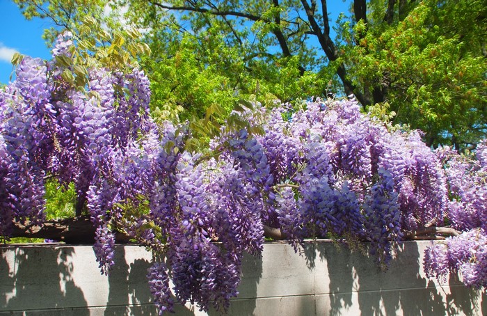 Purple Wisteria flowers cascading over a wall