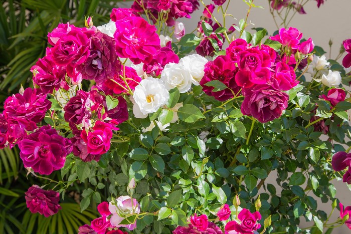 A bush with many pink and white roses