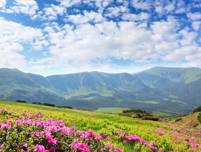 Rhododendron flowers in front of mountains under a cloudy sky