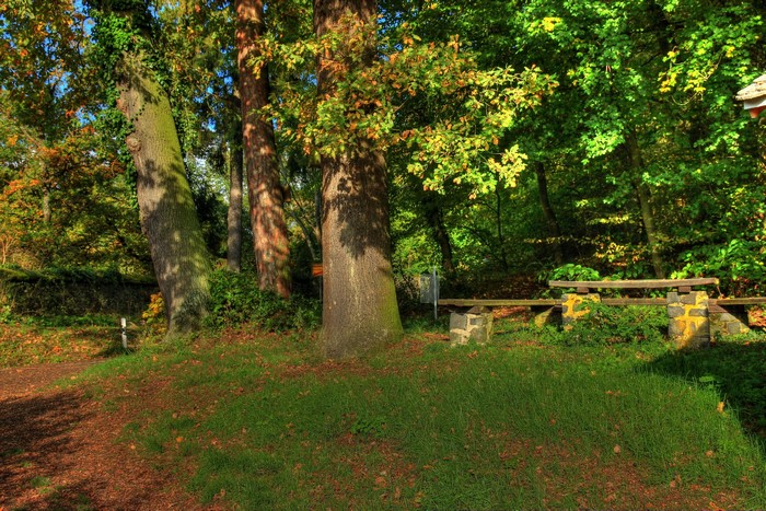 Forest scene with trees, grass, and a picnic bench