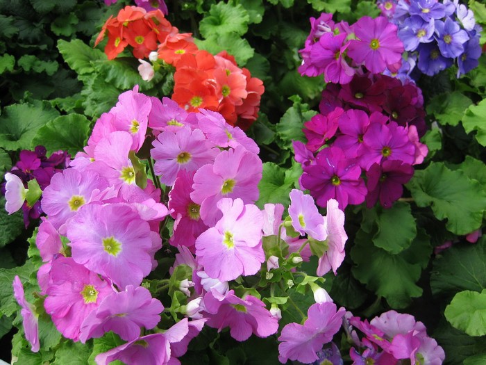 Assorted Primula flowers in various colors