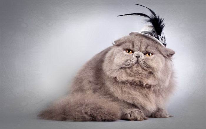 Fluffy grey Persian cat wearing a hat