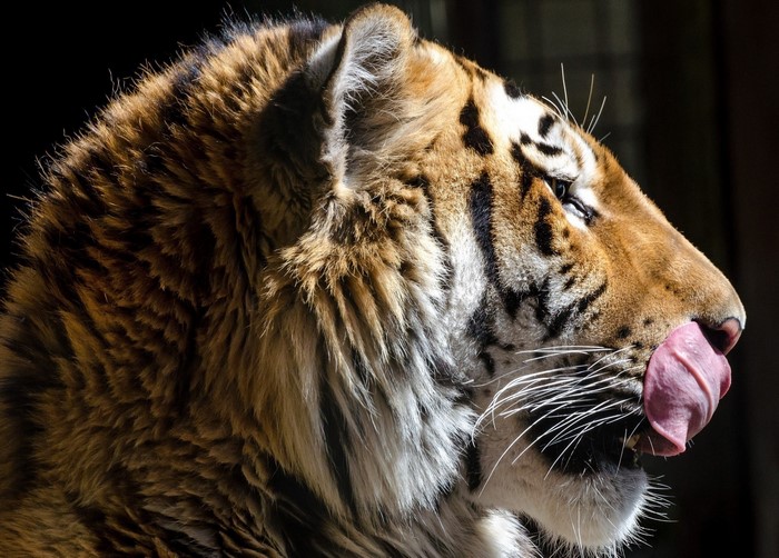 Tiger licking its snout