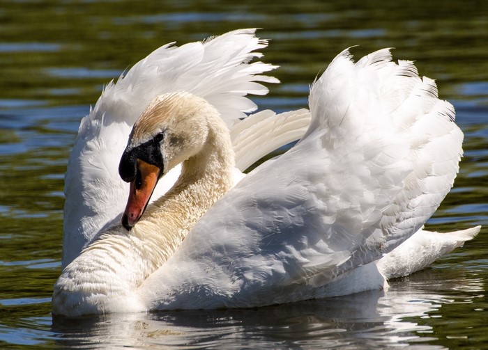 White swan with wings spread on water