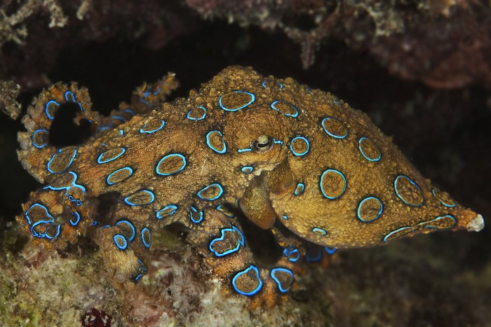 Blue-ringed octopus underwater