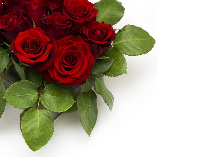 Bouquet of deep red roses with green leaves