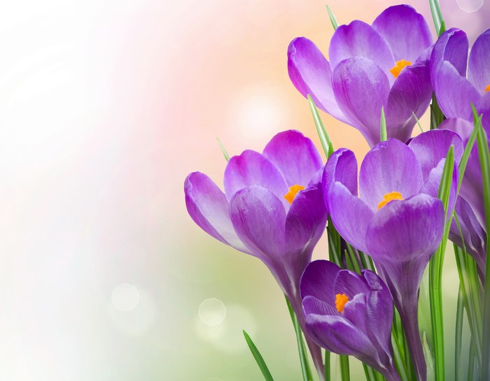 Purple Crocuses in Close-up