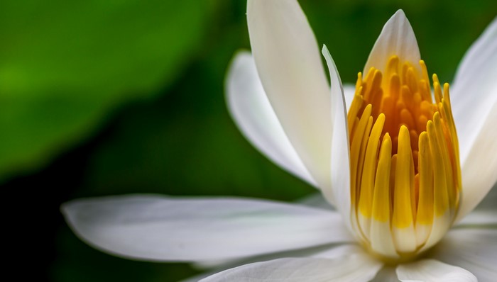 Close-up of a white water lily with yellow stamens