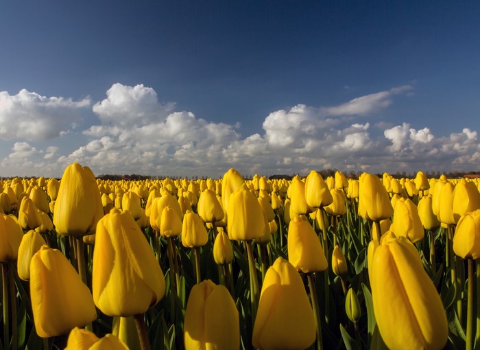 Field of yellow tulips under a blue sky with clouds