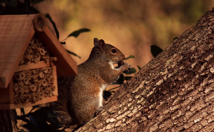 Squirrel eating a nut near a bee hotel