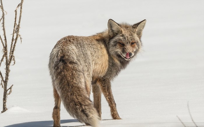A fox with its tongue out in the snow