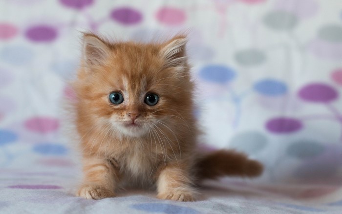Fluffy orange kitten with blue eyes