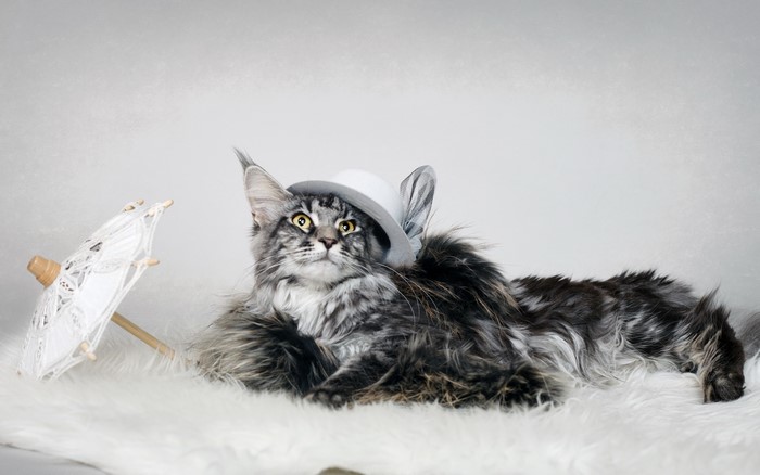 Maine Coon cat wearing a hat with a parasol