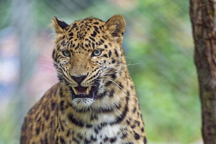 Leopard with mouth open and sharp teeth