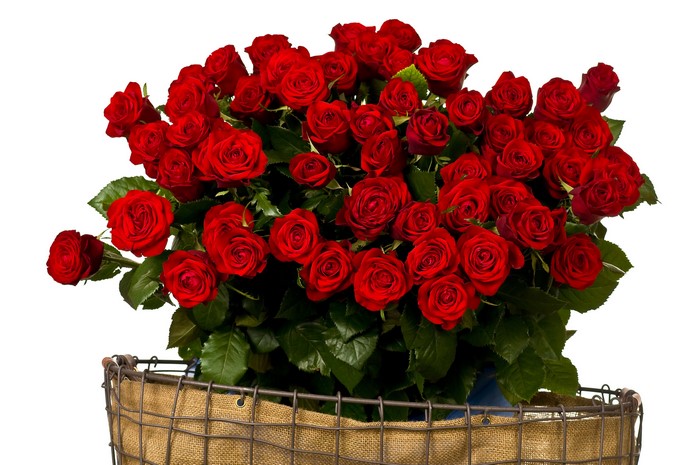 Vibrant Red Roses Bouquet 4K