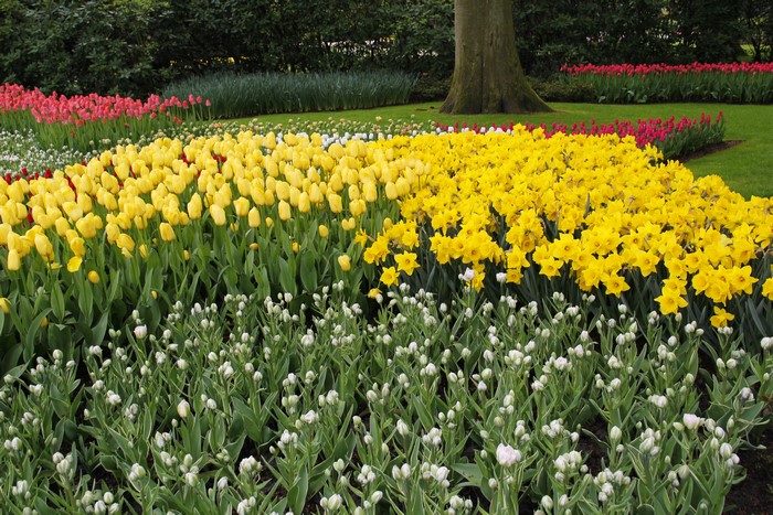 Keukenhof Gardens with Tulips and Daffodils in the Netherlands