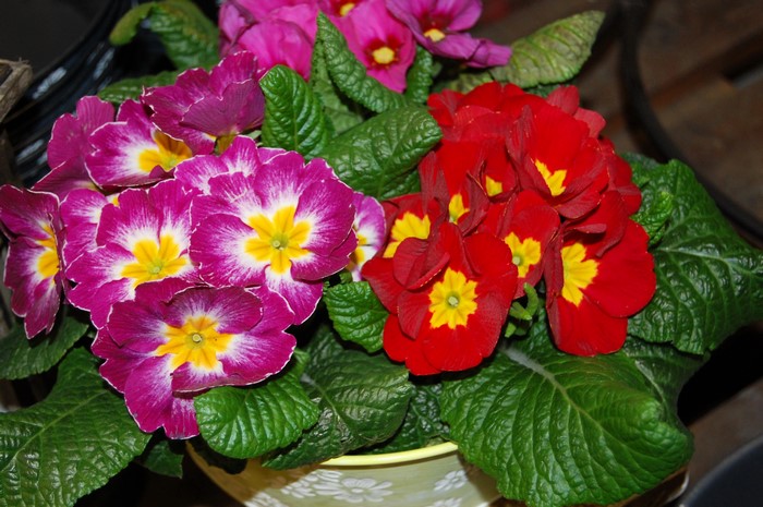 Close-up of colorful Primula flowers in a pot