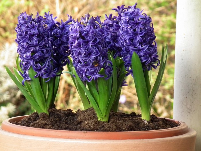 Purple Hyacinths in a Pot