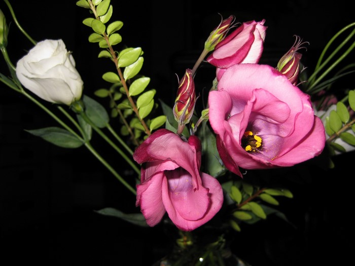 Pink and white Eustoma flowers with green foliage