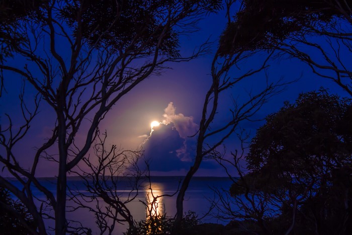 Moonlight over the ocean through silhouetted trees