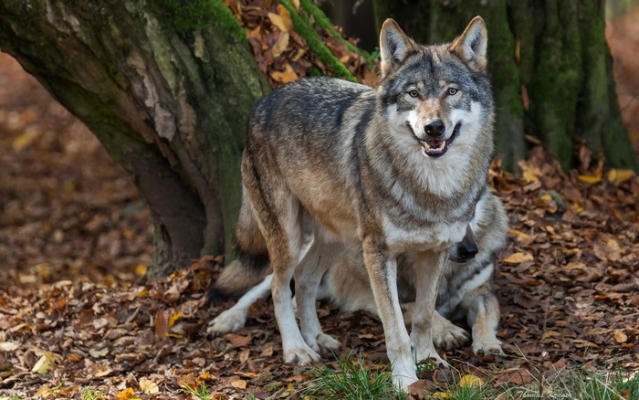 Two wolves in a forest during autumn