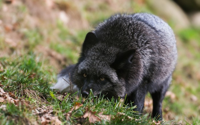 Silver fox in grassy terrain