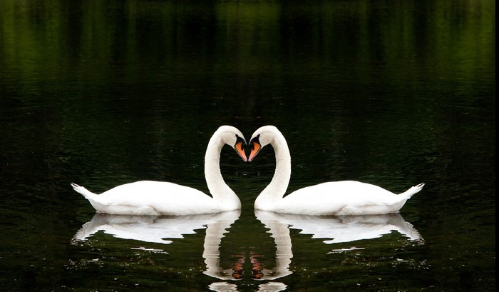 Two Swans Forming a Heart Shape on Water