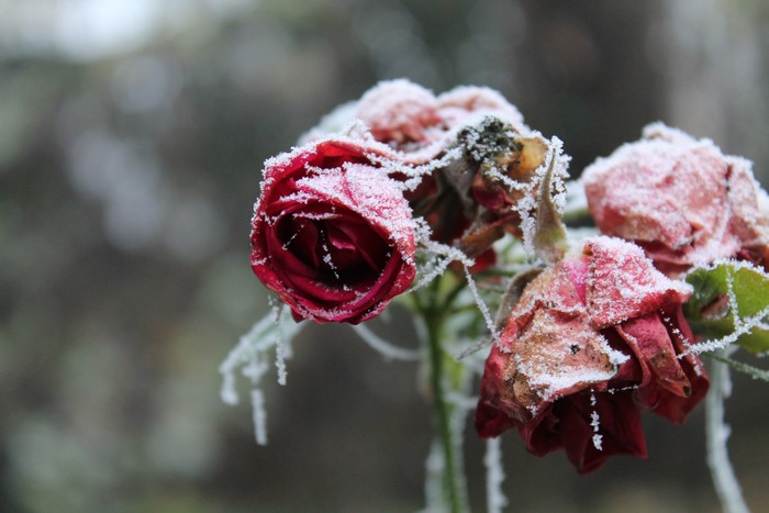 Roses covered in frost