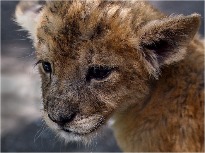 Close-up of a lion cub's face