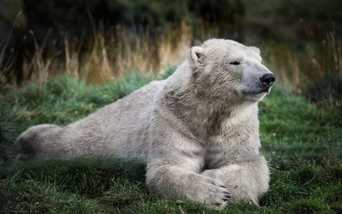Polar bear resting on grass